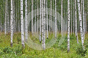 Finnish landscape with birch forest. Finland nature wilderness