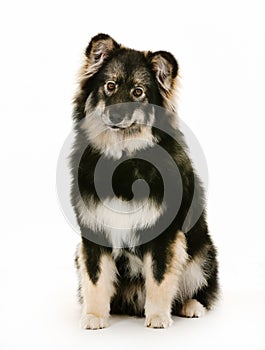 Finnish lapphund dog