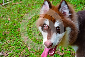 Finnish Lapphund dog