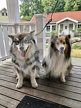 Finnish Lapphund dog and Shetland Sheepdog