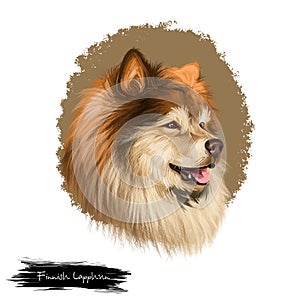 Finnish Lapphund, Finnish Lapponian Dog, Lapinkoira, Suomenlapinkoira dog digital art illustration isolated on white background.