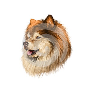 Finnish Lapphund, Finnish Lapponian Dog, Lapinkoira, Suomenlapinkoira dog digital art illustration isolated on white background.