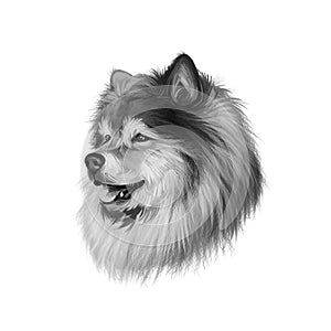 Finnish Lapphund, Finnish Lapponian Dog, Lapinkoira, Suomenlapinkoira dog digital art illustration isolated on white background.