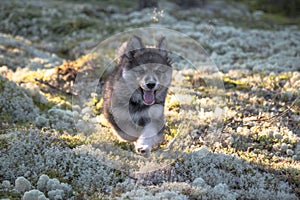 Finnish lapphund puppy