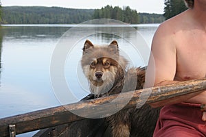 Finnish lapphund in a rowing boat