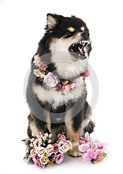 Finnish Lapphund in studio