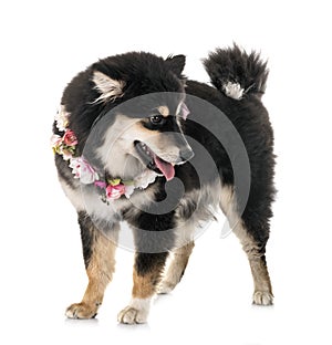 Finnish Lapphund in studio