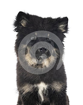 Finnish Lapphund in studio