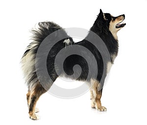 Finnish Lapphund in studio