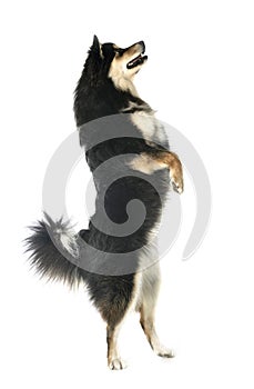 Finnish Lapphund in studio