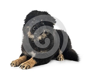 Finnish Lapphund in studio