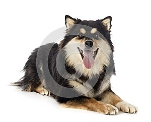 Finnish Lapphund in studio