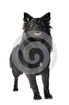 Finnish Lapphund in studio