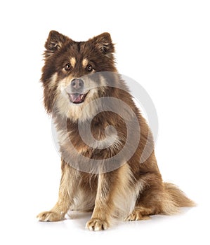 Finnish Lapphund in studio