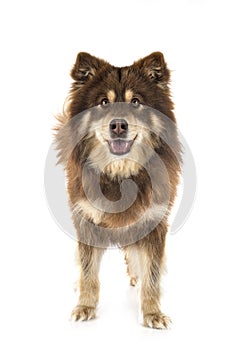 Finnish Lapphund in studio