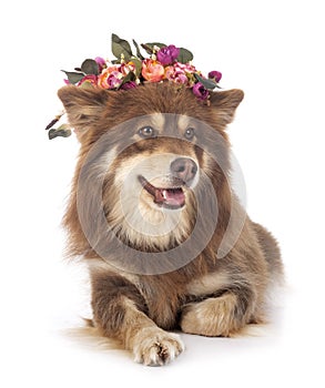 Finnish Lapphund in studio