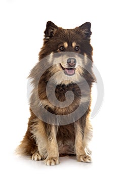 Finnish Lapphund in studio