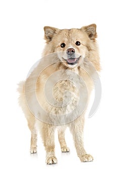 Finnish Lapphund in studio