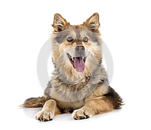 Finnish Lapphund in studio