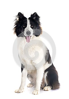 Finnish Lapphund in studio