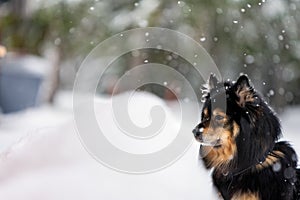 Finnish Lapphund in winter snowfall
