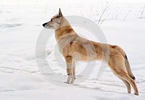 Finnish Spitz-dog