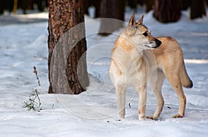 Finnish Spitz-dog