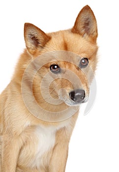 Finnish spitz portrait