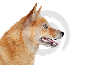 Finnish spitz. Side portrait