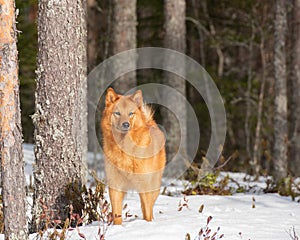 Finnish Spitz standing in a boreal forest on a sunny winter day photo