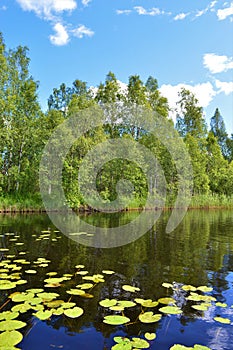 Finnish summer in Puolanka, northern Kainuu