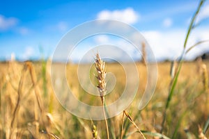 Finnish wheat field from Kajaani, Finland