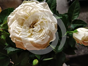 Finnish White Rose