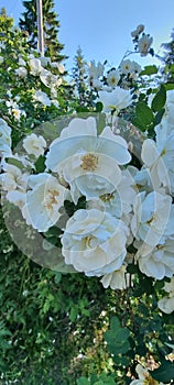 Finnish white rose
