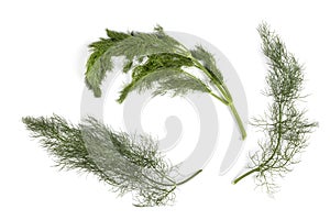 Finocchietto selvatico - Foeniculum vulgare - Fennel Branches, Isolated on White Background photo