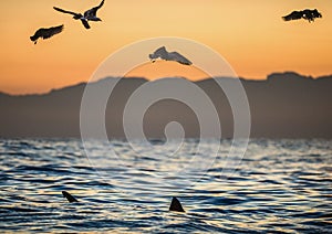 Fins of a white shark and Seagulls eat oddments from prey of a Great white shark