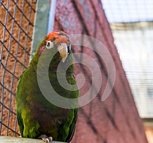 Finsch`s conure, a green tropical parrot from the forest of America