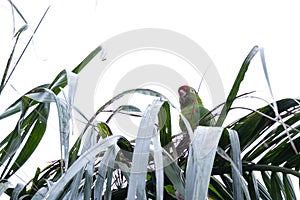 Finsch's parakeet -Psittacara finschi