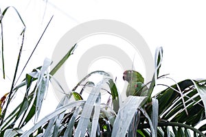 Finsch's parakeet -Psittacara finschi photo