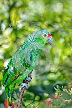 Finschs parakeet - Psittacara finschi, Refugio de Vida Silvestre Cano Negro, Wildlife and bird watching in Costa Rica