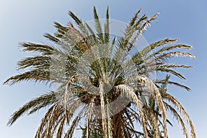 Fint Oasis near Ouarzazate town located very near the sahara desert in Morocco