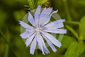 Fiolet flower with yellow inside