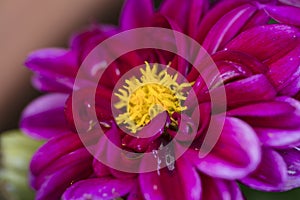Fiolet flower with yellow inside
