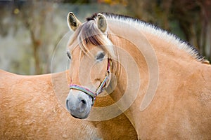 Fiord horse photo