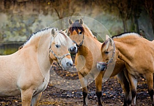 Fiord horses photo