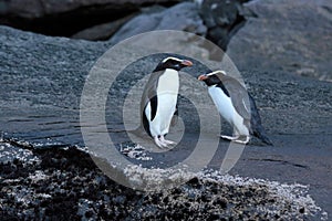 Fiordland Crested Penguin (Eudyptes pachyrhynchus) photo