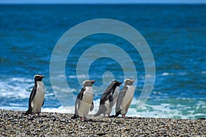 Fiordland crested penguins on a remote beach