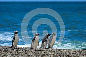 Fiordland crested penguins on a remote beach photo
