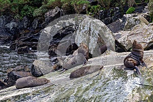 Fiordland National Park. A small herd of fur seals are resting on a huge boulder. South island