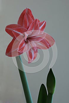 Fiore Amaryllis rosa e bianco photo